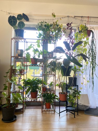 Indoor plant wall