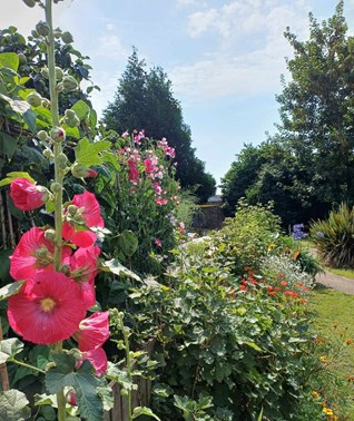 Colourful garden with bright pink flower in left hand corner